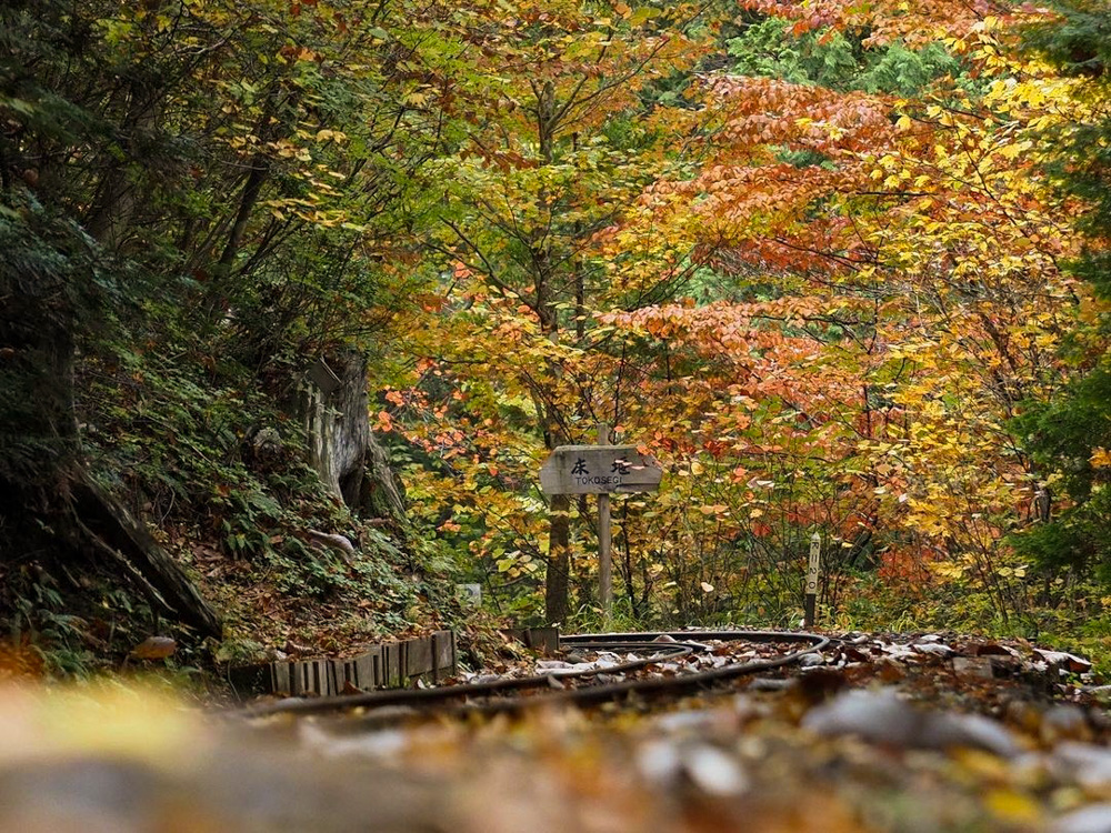 赤坂自然休養林 、紅葉、11月秋、長野県木曽郡の観光・撮影スポットの名所