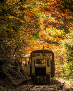 赤坂自然休養林 、トロッコ列車、紅葉、11月秋、長野県木曽郡の観光・撮影スポットの名所