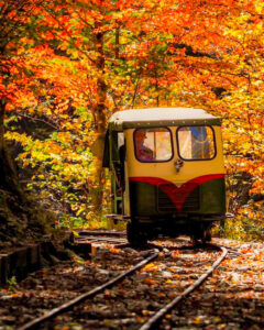 赤坂自然休養林 、トロッコ列車、紅葉、11月秋、長野県木曽郡の観光・撮影スポットの名所