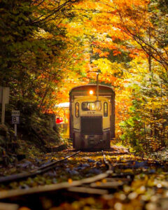 赤坂自然休養林 、トロッコ列車、紅葉、11月秋、長野県木曽郡の観光・撮影スポットの名所