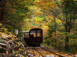 赤坂自然休養林 、トロッコ列車、紅葉、11月秋、長野県木曽郡の観光・撮影スポットの名所