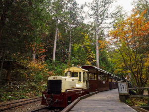 赤坂自然休養林 、トロッコ列車、紅葉、11月秋、長野県木曽郡の観光・撮影スポットの名所