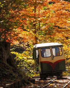 赤坂自然休養林 、トロッコ列車、紅葉、11月秋、長野県木曽郡の観光・撮影スポットの名所