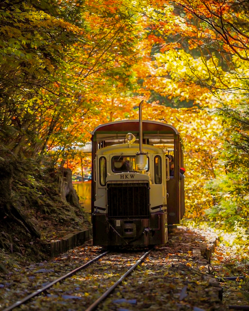 赤坂自然休養林 、トロッコ列車、紅葉、11月秋、長野県木曽郡の観光・撮影スポットの名所