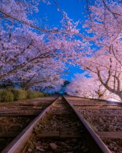 蹴上インクライン、桜ライトアップ、琵琶湖疏水、4月春、京都府京都市の観光・撮影スポットの名所