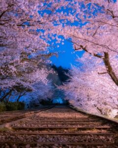 蹴上インクライン、桜ライトアップ、琵琶湖疏水、4月春、京都府京都市の観光・撮影スポットの名所