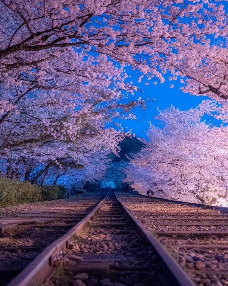 蹴上インクライン、桜・ライトアップ、琵琶湖疏水、4月春、京都府京都市の観光・撮影スポットの名所