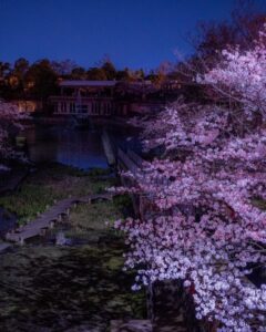 蹴上インクライン、桜ライトアップ、琵琶湖疏水、4月春、京都府京都市の観光・撮影スポットの名所