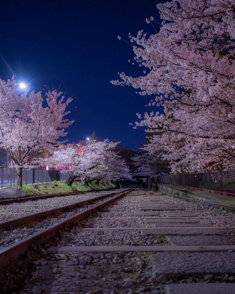 蹴上インクライン、桜ライトアップ、琵琶湖疏水、4月春、京都府京都市の観光・撮影スポットの名所