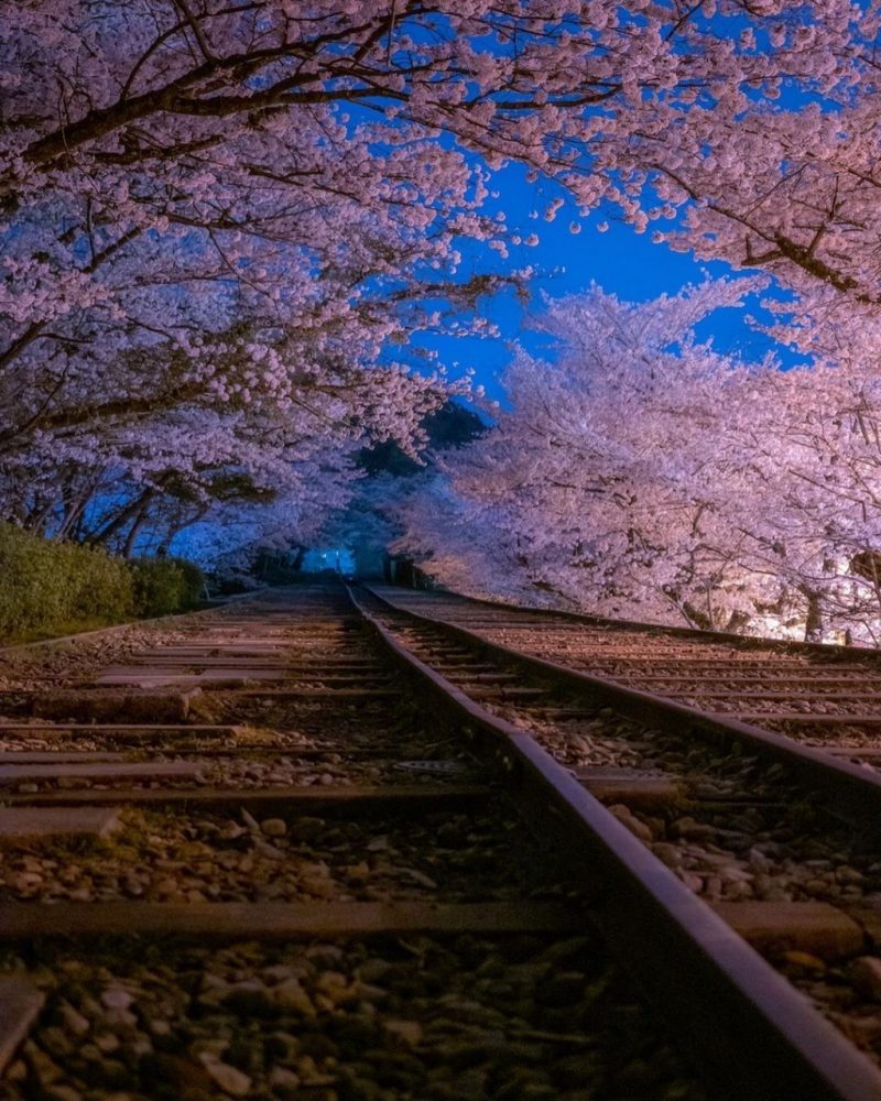 蹴上インクライン、桜ライトアップ、琵琶湖疏水、4月春、京都府京都市の観光・撮影スポットの名所