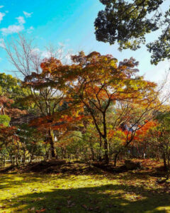 醍醐寺 、紅葉、11月秋、京都府京都市の観光・撮影スポットの名所