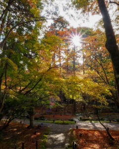 醍醐寺 、紅葉、11月秋、京都府京都市の観光・撮影スポットの名所