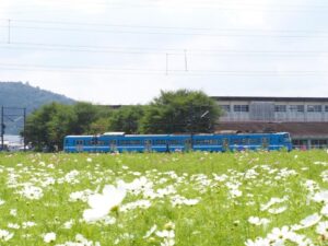 野田町コスモス、10月秋、滋賀県近江八幡市の観光・撮影スポットの名所