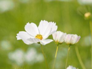 野田町コスモス、10月秋、滋賀県近江八幡市の観光・撮影スポットの名所