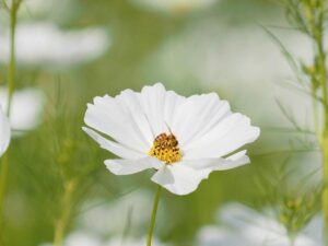 野田町コスモス、10月秋、滋賀県近江八幡市の観光・撮影スポットの名所