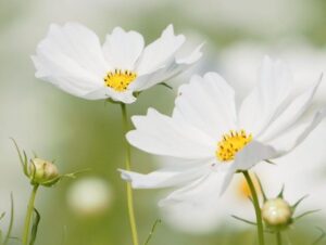 野田町コスモス、10月秋、滋賀県近江八幡市の観光・撮影スポットの名所
