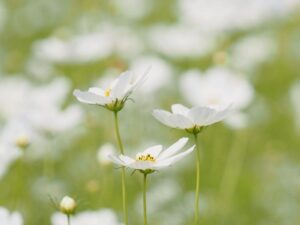 野田町コスモス、10月秋、滋賀県近江八幡市の観光・撮影スポットの名所