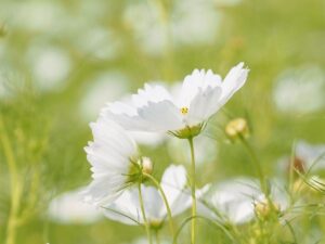 野田町コスモス、10月秋、滋賀県近江八幡市の観光・撮影スポットの名所