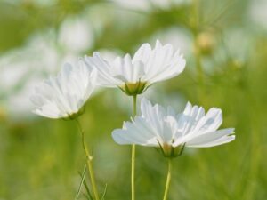 野田町コスモス、10月秋、滋賀県近江八幡市の観光・撮影スポットの名所