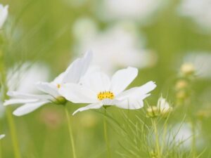 野田町コスモス、10月秋、滋賀県近江八幡市の観光・撮影スポットの名所
