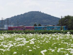 野田町コスモス、10月秋、滋賀県近江八幡市の観光・撮影スポットの名所