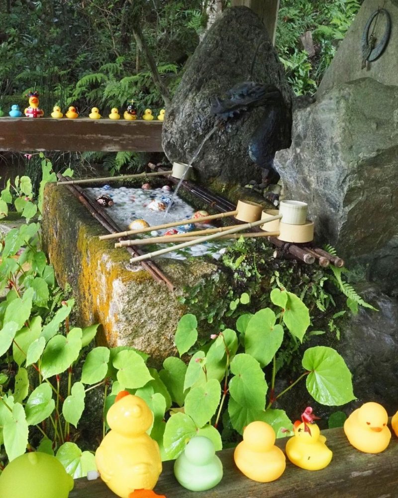 長寿寺 、花手水舎、夏景色、8月夏、滋賀県湖南市の観光・撮影スポットの名所