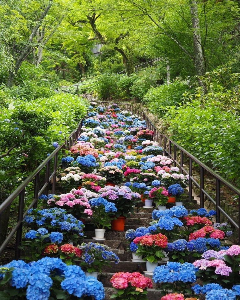 長谷寺、あじさい、6月夏の花、奈良県桜井市の観光・撮影スポットの名所