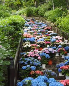長谷寺、あじさい、6月夏の花、奈良県桜井市の観光・撮影スポットの名所