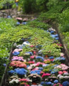 長谷寺、あじさい、6月夏の花、奈良県桜井市の観光・撮影スポットの名所