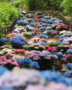 長谷寺、あじさい、6月夏の花、奈良県桜井市の観光・撮影スポットの名所