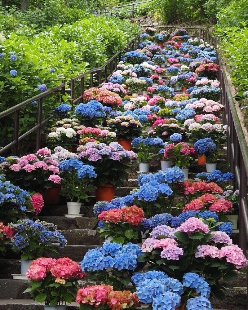 長谷寺、あじさい、6月夏の花、奈良県桜井市の観光・撮影スポットの名所