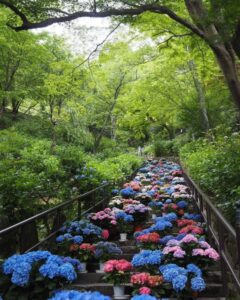 長谷寺、あじさい、6月夏の花、奈良県桜井市の観光・撮影スポットの名所