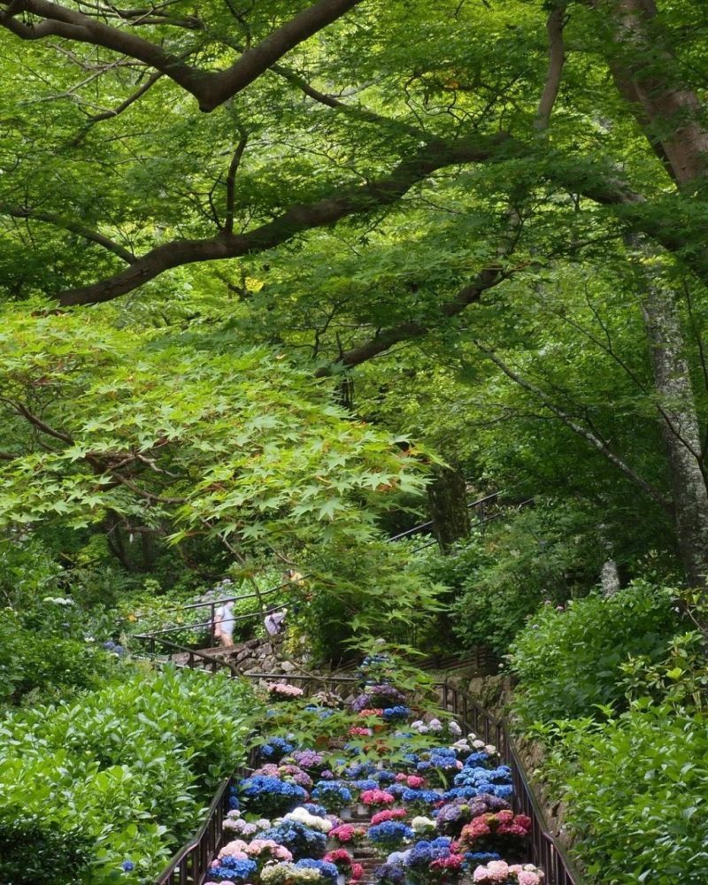 長谷寺、新緑、夏、奈良県桜井市の観光・撮影スポットの名所