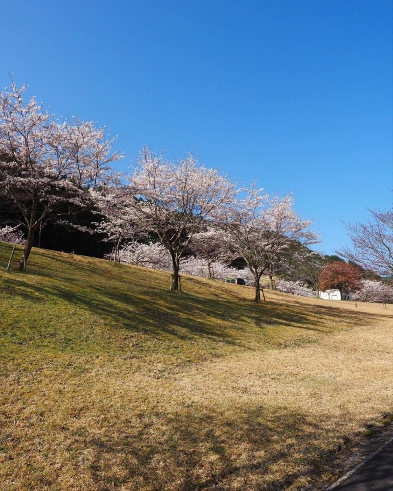 青土ダム 、桜、4月春、滋賀県甲賀市の観光・撮影スポットの名所