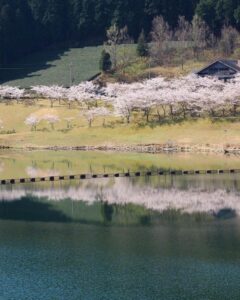 青土ダム 、桜、4月春、滋賀県甲賀市の観光・撮影スポットの名所