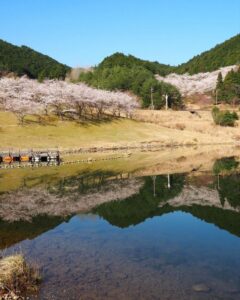 青土ダム 、桜、4月春、滋賀県甲賀市の観光・撮影スポットの名所