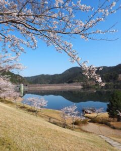 青土ダム 、桜、4月春、滋賀県甲賀市の観光・撮影スポットの名所