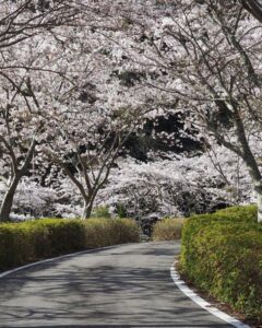 青土ダム 、桜、4月春、滋賀県甲賀市の観光・撮影スポットの名所