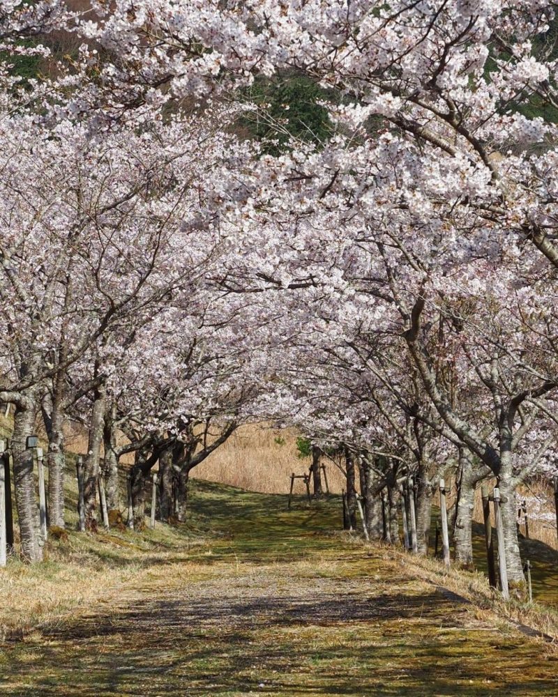 青土ダム 、桜、4月春、滋賀県甲賀市の観光・撮影スポットの名所