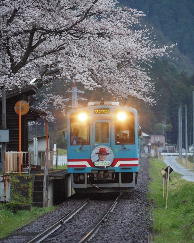 高科駅、樽見鉄道、桜、4月春、岐阜県揖斐郡の観光・撮影スポットの画像と写真