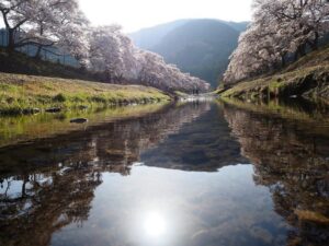 鮎河の千本桜、うぐい川桜、4月春、滋賀県甲賀市の観光・撮影スポットの名所