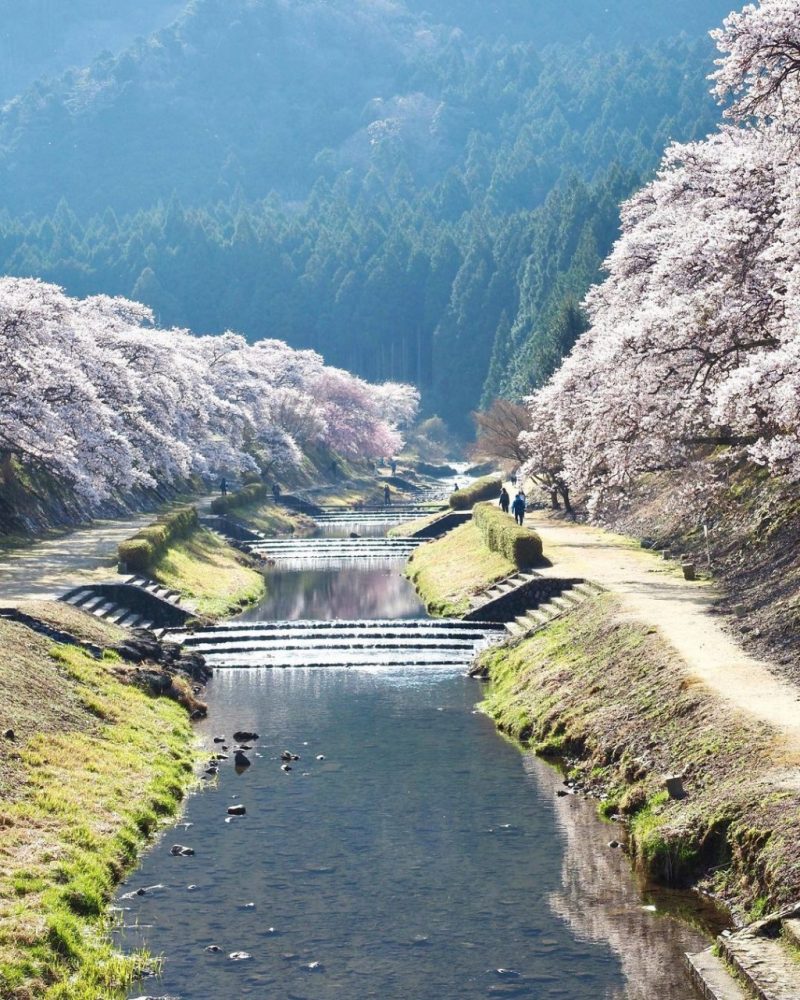 鮎河の千本桜、うぐい川桜、4月春、滋賀県甲賀市の観光・撮影スポットの名所