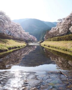 鮎河の千本桜、うぐい川桜、4月春、滋賀県甲賀市の観光・撮影スポットの名所