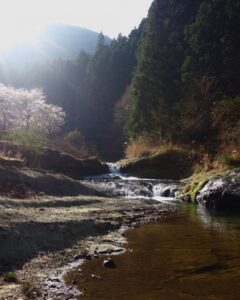 鮎河の千本桜、うぐい川桜、4月春、滋賀県甲賀市の観光・撮影スポットの名所