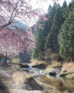 鮎河の千本桜、うぐい川桜、4月春、滋賀県甲賀市の観光・撮影スポットの名所