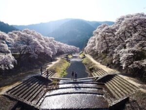 鮎河の千本桜、うぐい川桜、4月春、滋賀県甲賀市の観光・撮影スポットの名所