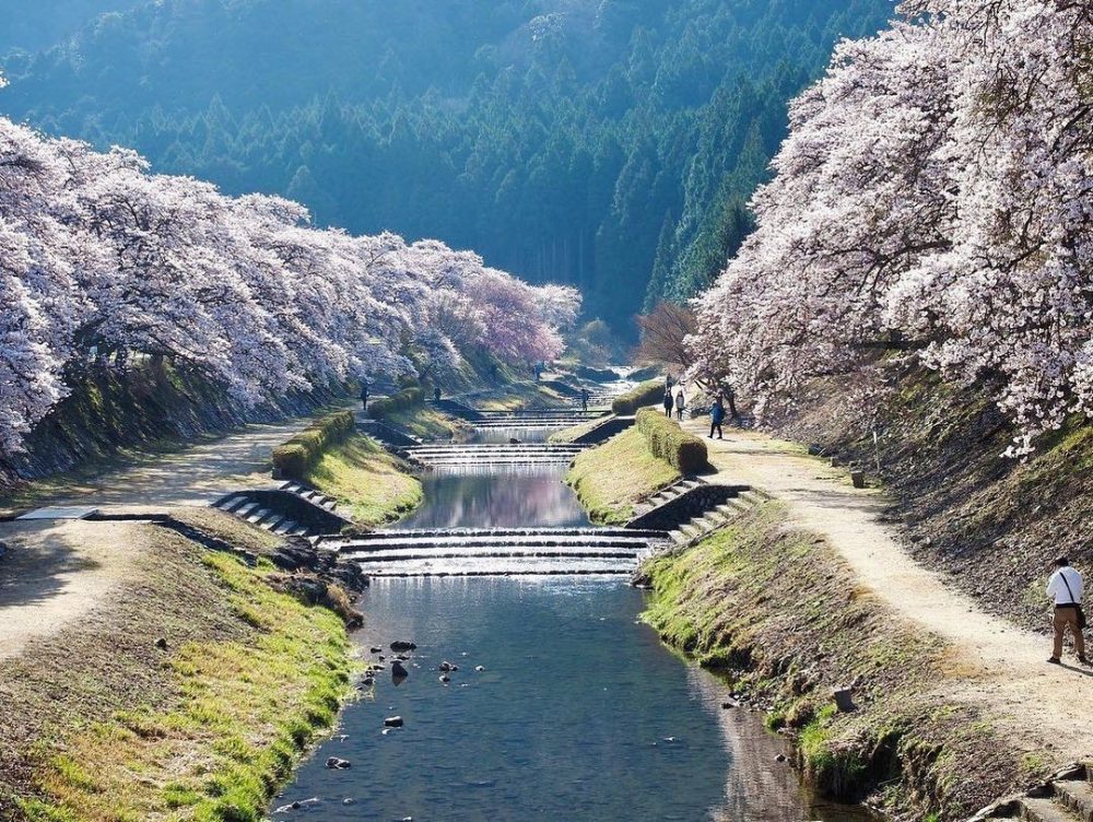 鮎河の千本桜、うぐい川桜、4月春、滋賀県甲賀市の観光・撮影スポットの名所