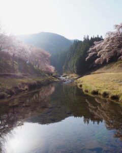 鮎河の千本桜、うぐい川桜、4月春、滋賀県甲賀市の観光・撮影スポットの名所