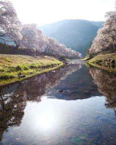 鮎河の千本桜、うぐい川桜、4月春、滋賀県甲賀市の観光・撮影スポットの名所