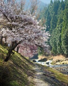 鮎河の千本桜、うぐい川桜、4月春、滋賀県甲賀市の観光・撮影スポットの名所